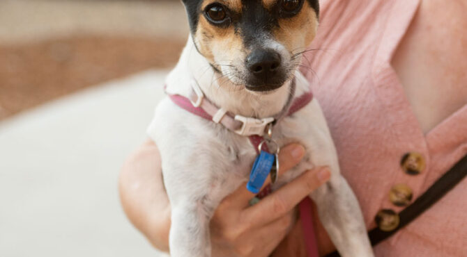 small white dog with black face and brown tipped ears being held by owner at edenbrook estate community event in rockhampton