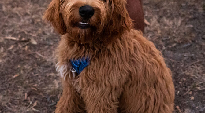 fluffy brown dog with harness on sitting at owners feet at edenbrook